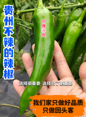 贵州特产大辣椒露天种植