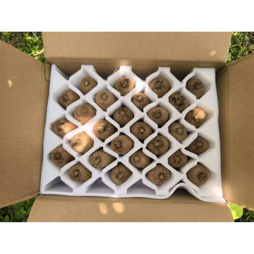 修文新鲜现摘贵长猕猴桃孕妇水果