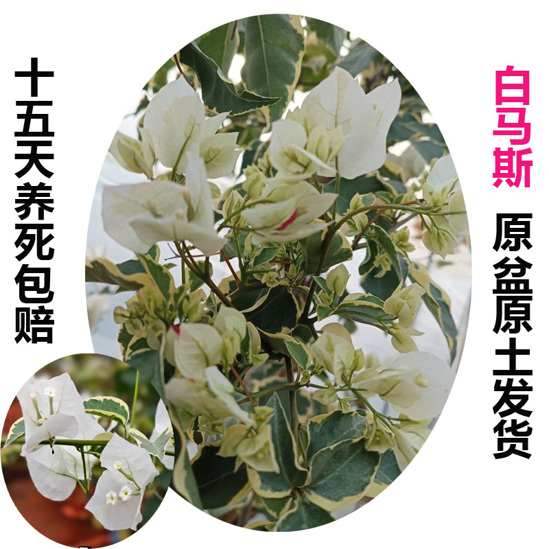 白马撕(三角梅)原生大苗四季开花老桩爬藤植物