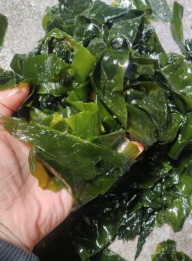 888盐渍海带边块小块盐渍海带片大连薄厚凉拌批发商用麻辣烫