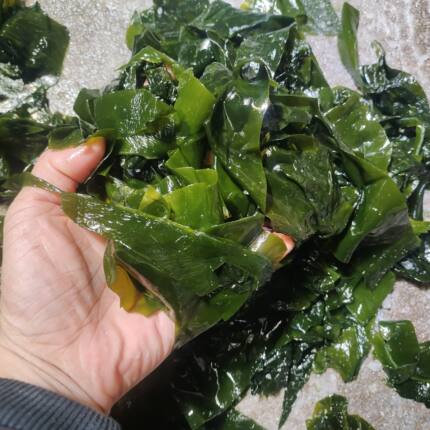 888盐渍海带边块小块盐渍海带片大连薄厚凉拌批发商用麻辣烫