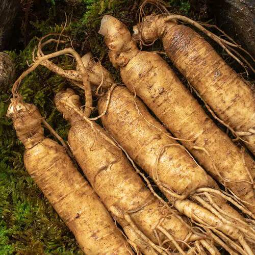 吉林人参长白山野山参正宗东北特产新鲜泡酒专用林下参正品店