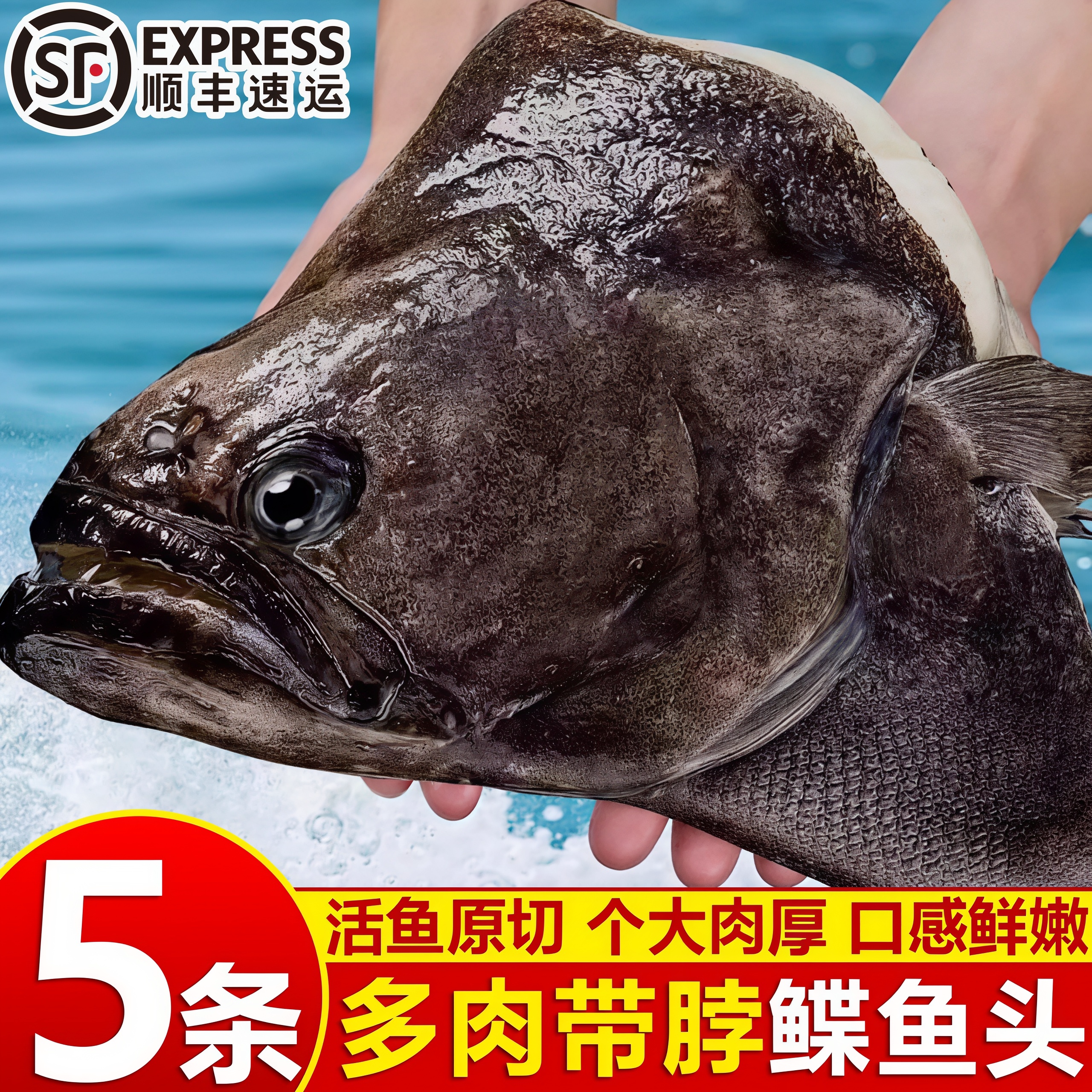 鲽鱼头新鲜冷冻超大商用碟鱼头