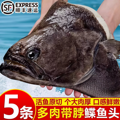 鲽鱼头新鲜冷冻超大商用碟鱼头