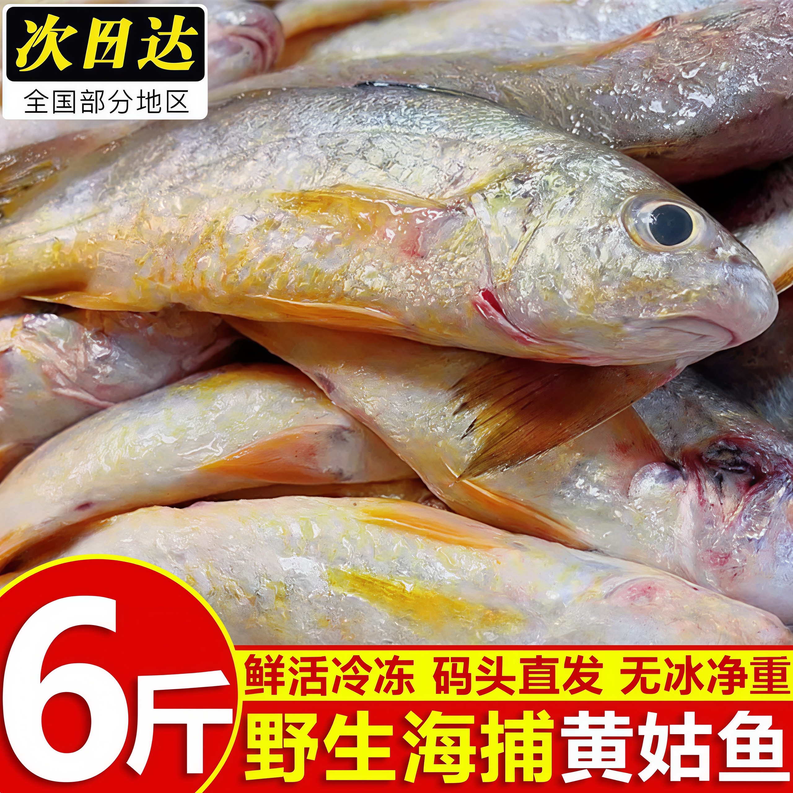 深海新鲜冷冻无冰黄姑鱼批发价