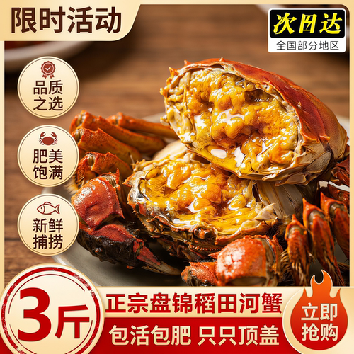 盘锦稻田蟹活蟹全母特大规格1.3两-1.6两大闸蟹肥美饱满品质之选