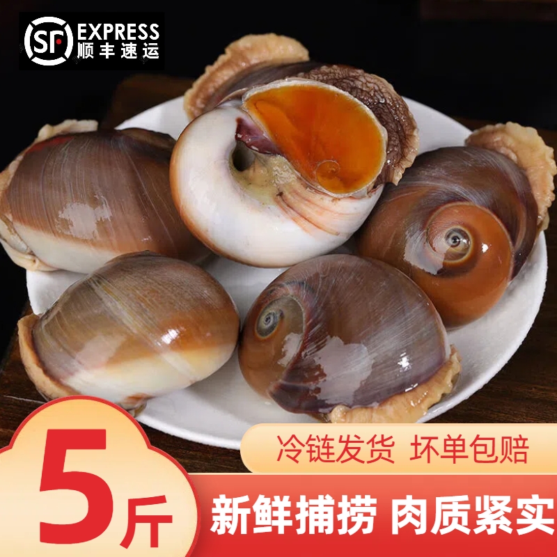 大连海鲜新鲜活白玉螺