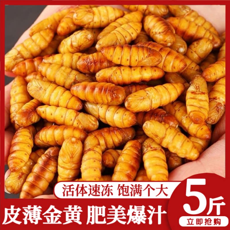 新鲜金丝蚕蛹鲜活冷冻农家桑蚕蛹特价山东特产油炸黄金蛹蚕蛹子
