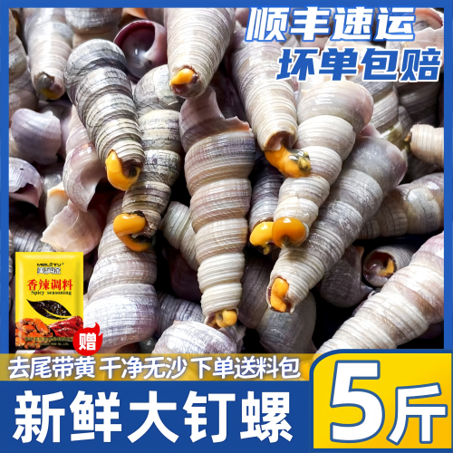 新鲜钉螺冰鲜海螺丝钉螺捞汁批发