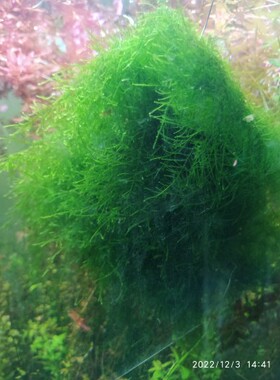 水草爪哇MOSS 莫丝 珍珍水草 100%自产水中叶(一份10X10散叶）
