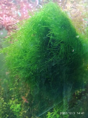 爪哇珍珍100%自产一份散叶水草