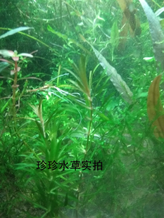水草迷你蜈蚣草 珍珍水草 100%自产水中叶(5枝）珍珍水草