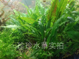 水草绿缊蒂椒草 椒草（一棵）珍珍水草