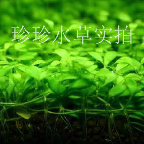 水草日本矮珍珠 珍珍水草 100%水中叶