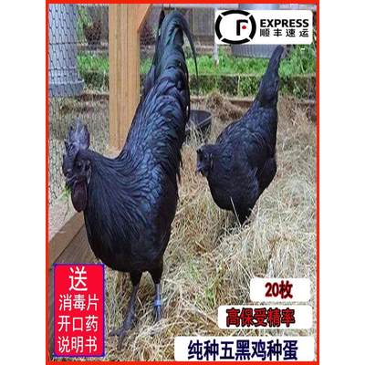 纯种五黑一绿壳鸡种蛋可孵化乌骨土柴小鸡黑羽高产乌鸡受精蛋包邮