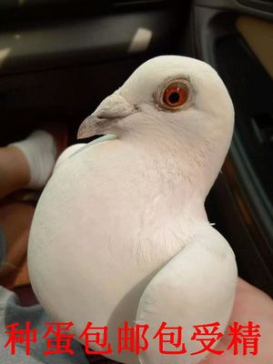 赛鸽成绩鸽血统鸽白信鸽种蛋黑金刚受精蛋两枚鸽蛋全国包邮