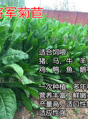 菊苣进口多年生高产鸡鸭鹅牧草