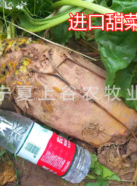 BRIGADIER饲料甜菜亩产15吨德国进口甜菜种子抗病虫10年销量包邮