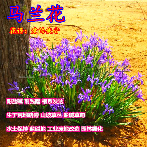 马莲马蔺马兰花种子马兰草耐旱耐抗寒涝耐盐碱适应性强-半斤包邮
