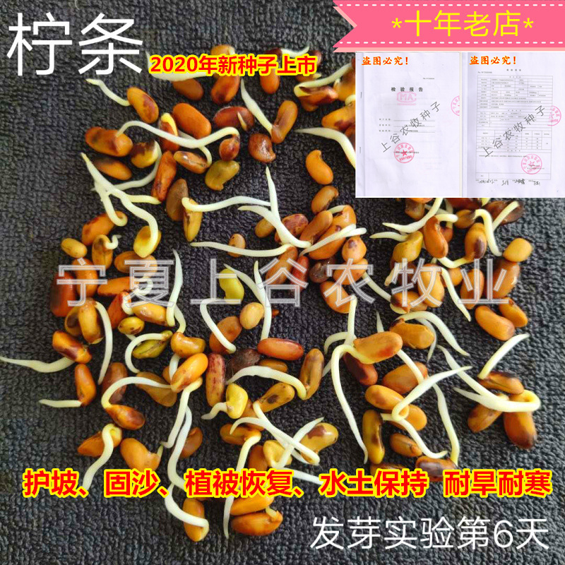 小叶锦鸡儿大白柠条固沙植被恢复专用护坡绿化林灌木籽产地包邮