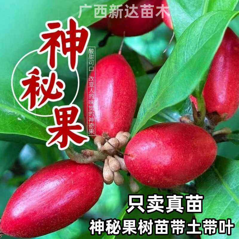 四季盆栽神秘果树苗带花带果发货