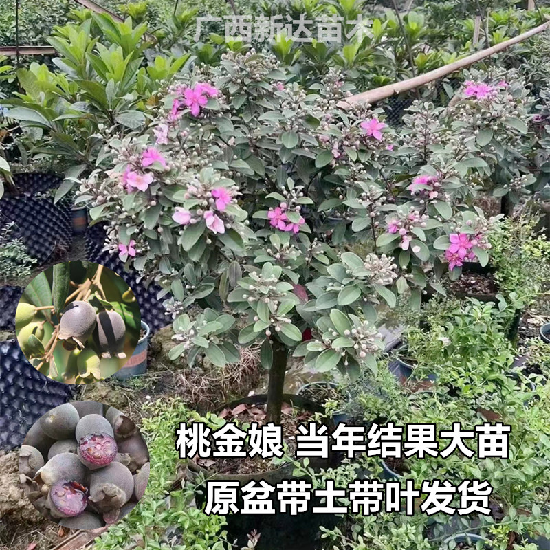 桃金娘树苗野生山捻地稔老桩子树庭院盆栽地载四季种植当年结果