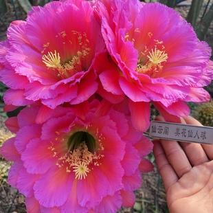 毛花柱 落雁 大花蕾丝品种 仙云阁美花仙人球彩草丽花黄金妞