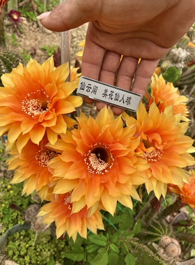 彩草 仙人球 柠檬果汁 橙色易开花品种  仙云阁美花仙人球