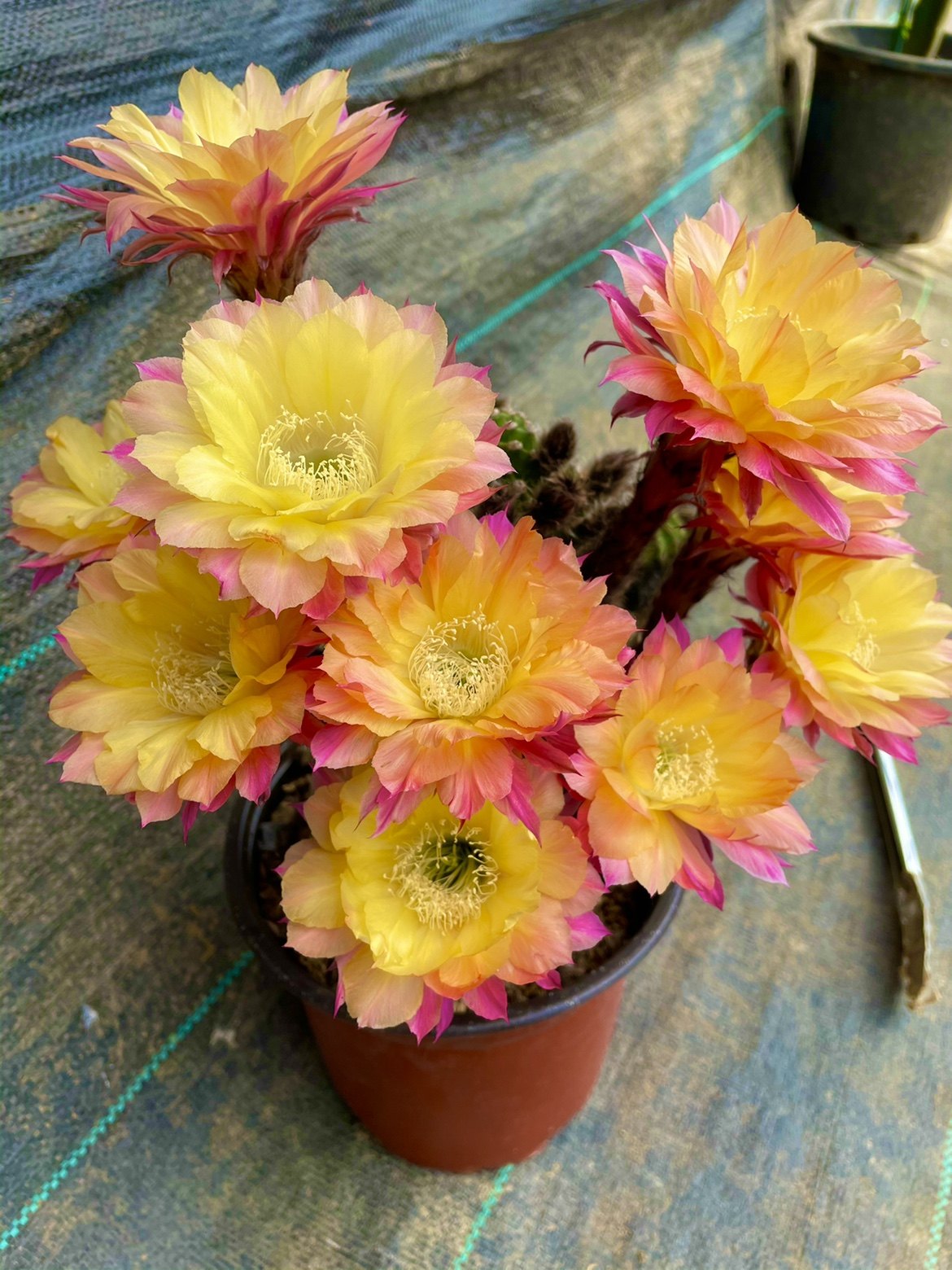 激流 仙人球席克氏彩草毛花柱丽花黄金妞阳台庭院盆栽绿植多肉