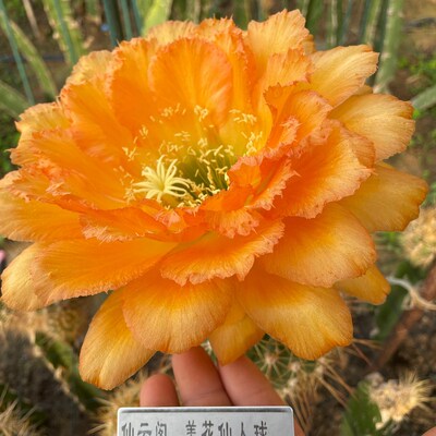 毛花柱仙女仙云阁美花仙人球