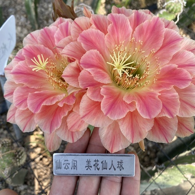 毛花柱仙女仙云阁美花仙人球