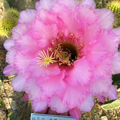 毛花柱 粉黛 24厘米超大花径 多肉植物阳台庭院盆栽绿植彩草丽花