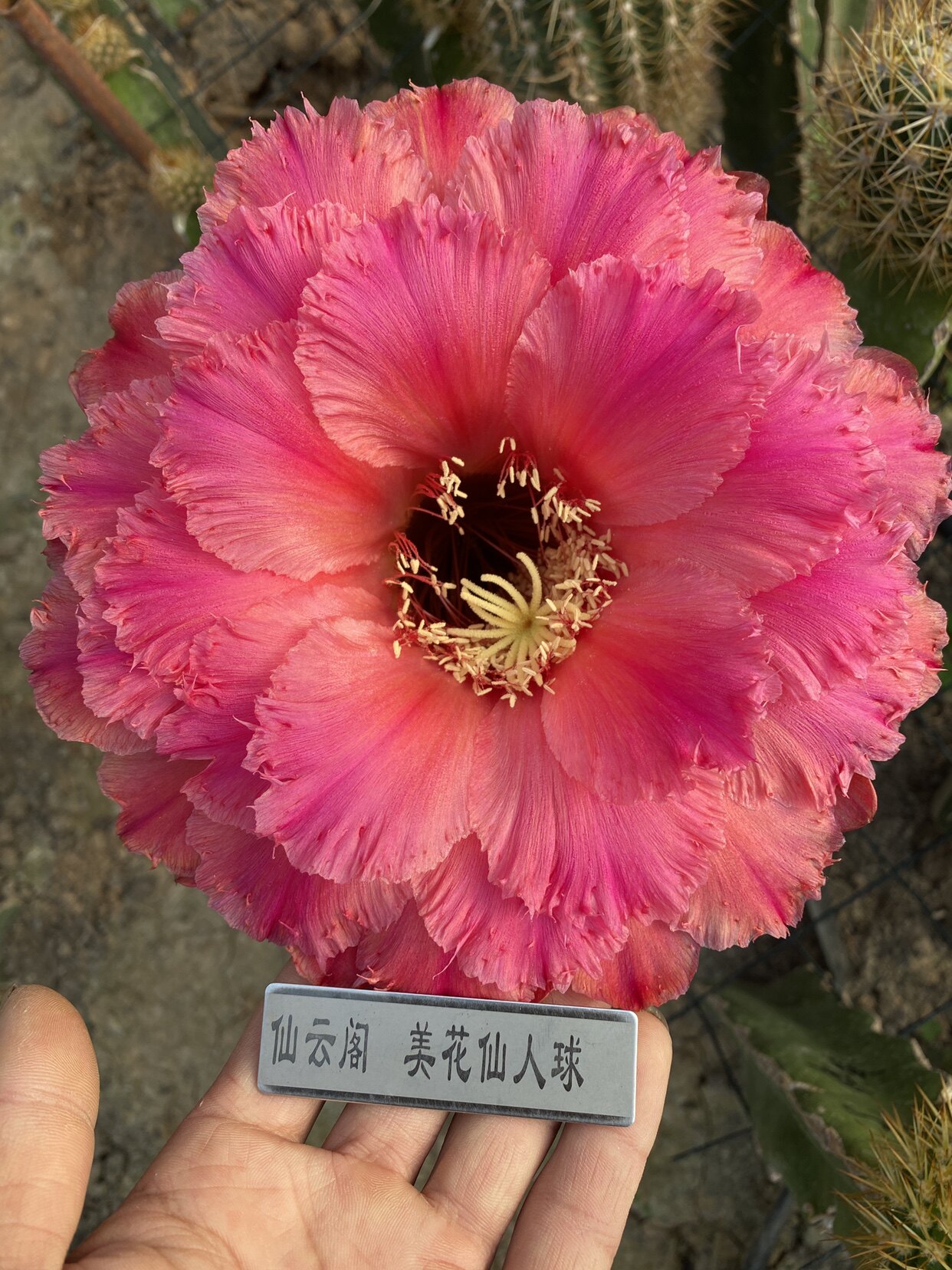 毛花柱 粉红庄园  大花蕾丝品种 仙云阁美花仙人球彩草丽花黄金妞