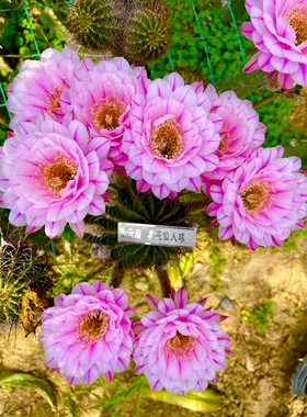 仙人球 一路莲花 彩草毛花柱黄金妞丽花阳台庭院盆栽花卉绿植