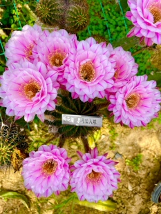 仙人球 一路莲花 彩草毛花柱黄金妞丽花阳台庭院盆栽花卉绿植