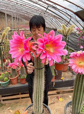 毛花柱飞龙大花品种黄金妞彩草多肉植物仙云阁美花仙人球阳台庭院