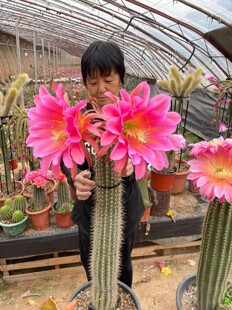 毛花柱飞龙大花品种黄金妞彩草多肉植物仙云阁美花仙人球阳台庭院