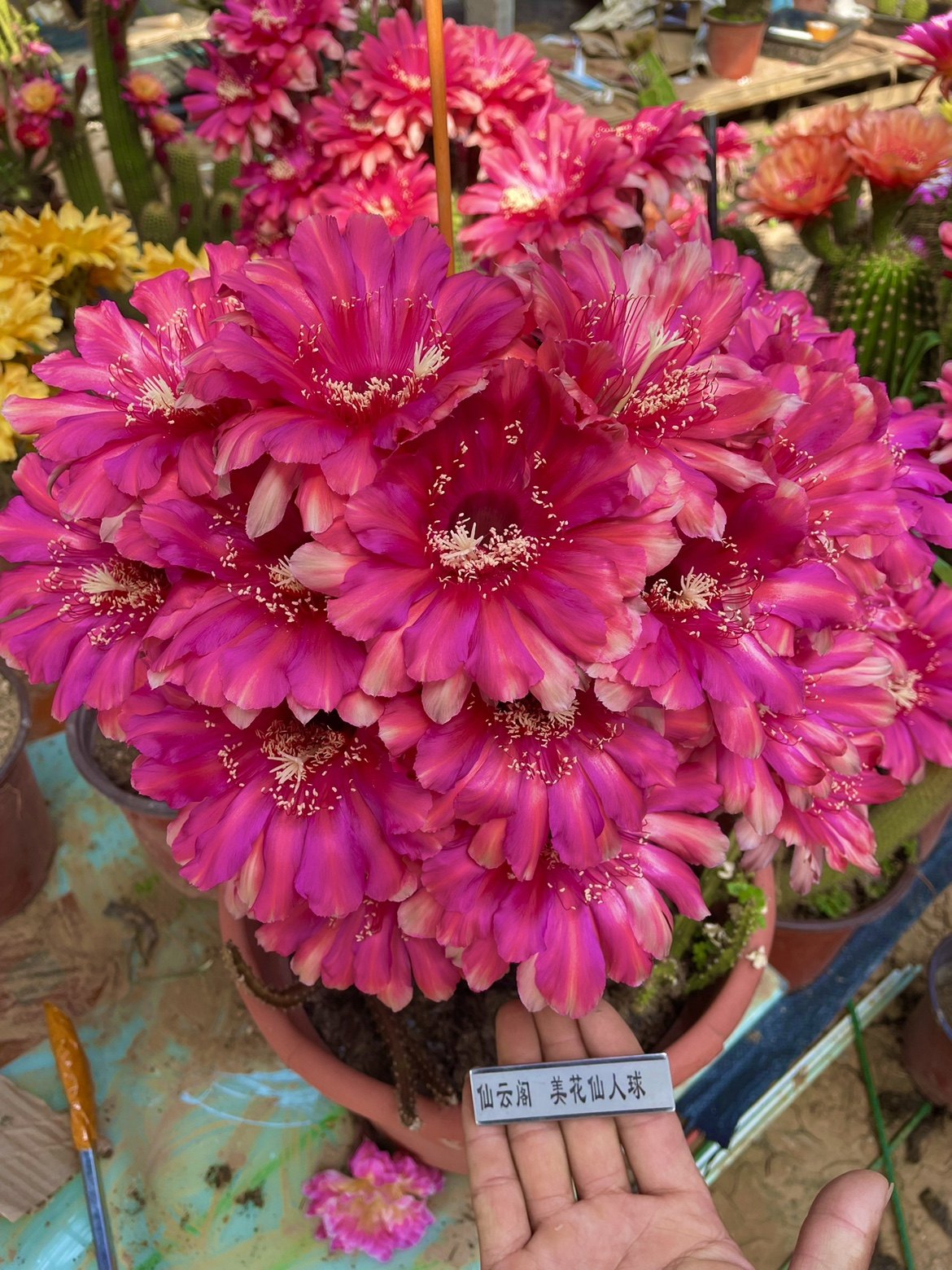 仙人球女王超大花经球体粗胖型毛花柱丽花彩草阳台庭院盆栽花卉