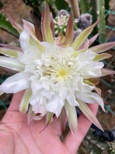 毛花柱鹦鹉黄金妞丽花彩草仙云阁美花仙人球阳台绿植盆栽花卉多肉