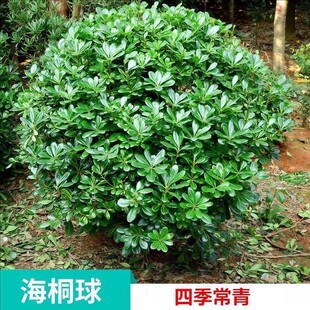 海桐球四季常青树苗开花气味芳香围墙绿篱笆耐寒工程园林绿化小苗