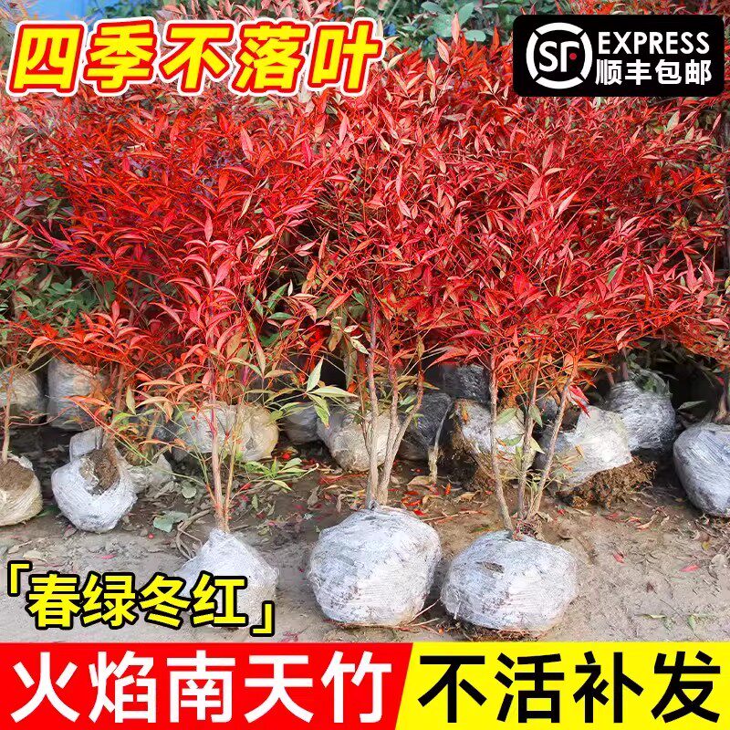 火焰南天竹盆栽客厅树苗室内植物盆景室外庭院耐寒竹子苗花卉绿植