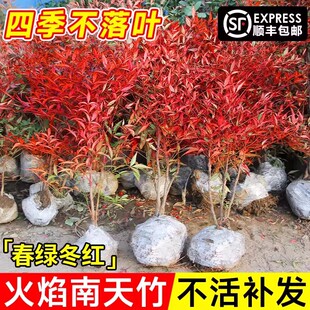 火焰南天竹盆栽客厅树苗室内植物盆景室外庭院耐寒竹子苗花卉绿植