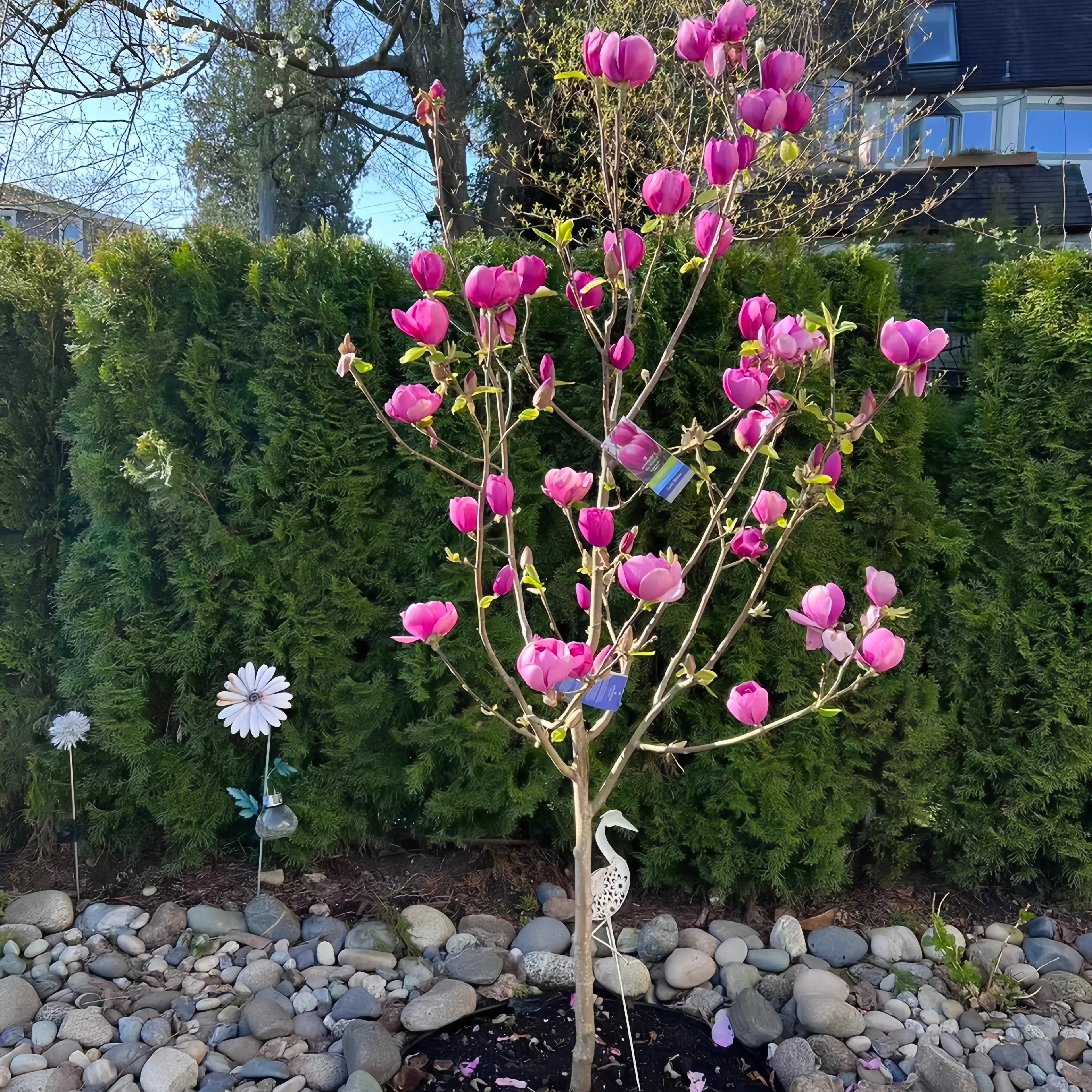 玉兰花苗带花苞红白黄紫玉兰树苗