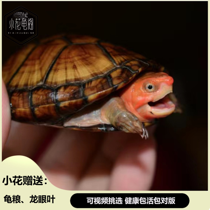 小花龟阁红面蛋龟深水龟红面泥龟闭壳龟发色龟进口红宠物观赏乌龟