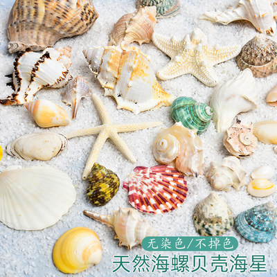 天然贝壳海螺海星手工diy材料