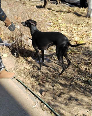 灵缇犬格力犬惠比特配种繁殖