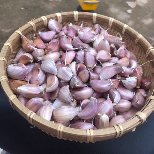 精选26年正宗河南紫皮香蒜新蒜瓣新干蒜农家自种直发小小蒜瓣