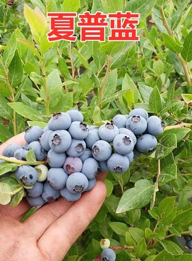 夏普蓝蓝莓树苗矮丛蓝莓苗庭院地栽阳台盆栽南方种植果树苗