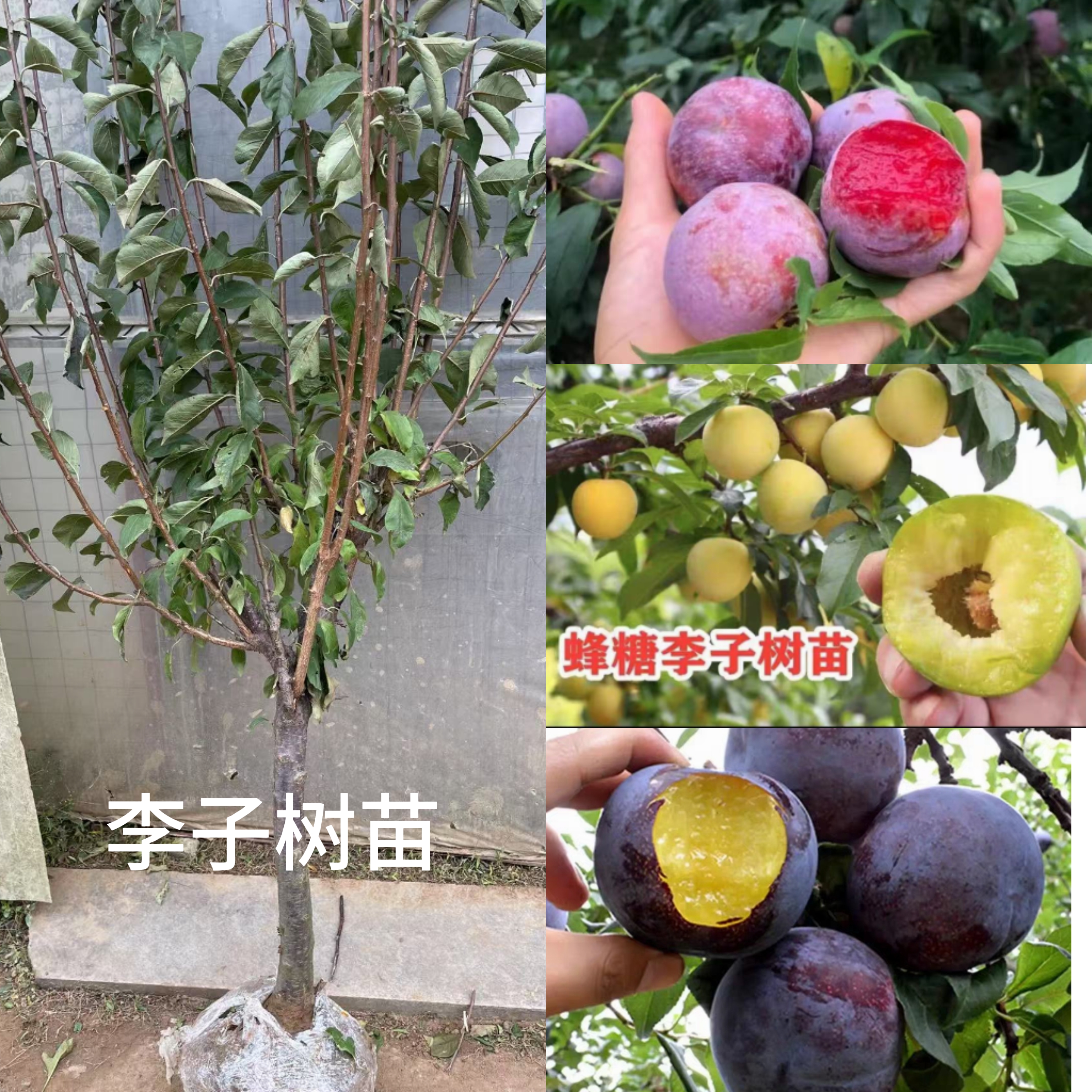 李子树苗蜂糖李三华李秋姬李子苗南方北方庭院种植盆栽地栽果树苗