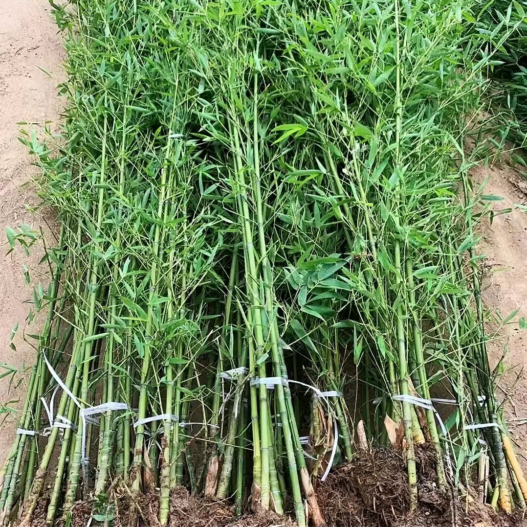 罗汉竹名贵正宗罗汉竹苗庭院室外阳台盆栽地栽景 观矮化竹子